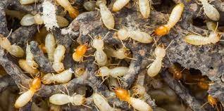 How to Tell If You Have a Termite Infestation