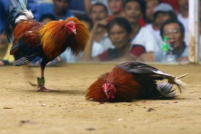 Online Sabong Live: The Future of Cockfighting