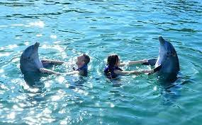 Swim with Dolphins