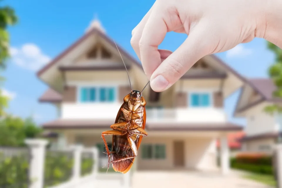 5 Simple Ways to Keep Your Home Pest-Free All Summer Long